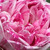 Różowo - fioletowy - Róża bourbon - Honorine de Brabant